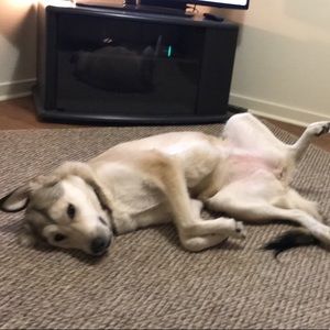 Meet your Posher, Dalton